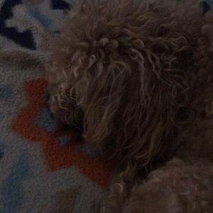 Meet your Posher, Sherry